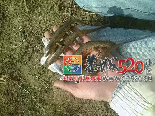 在恭城，有种你小时候抓过的蛇，喊做〝狗婆蛇 〞583 / 作者:恭城栗木人 / 帖子ID:261422