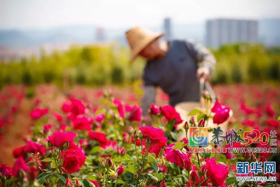 油炸玫瑰、鲜花包子、玫瑰鸡翅……别人家的大学食堂了解一下？646 / 作者:万事难两全 / 帖子ID:261471