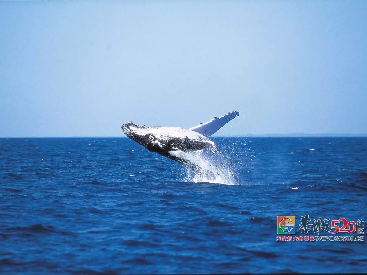 &#8203;澳大利亚昆士兰｜盛夏，去南半球遇鲸鱼224 / 作者:对岸烽火 / 帖子ID:261538