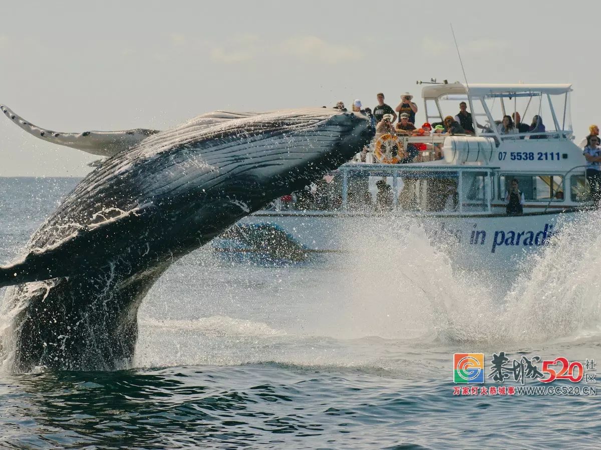 &#8203;澳大利亚昆士兰｜盛夏，去南半球遇鲸鱼789 / 作者:对岸烽火 / 帖子ID:261538