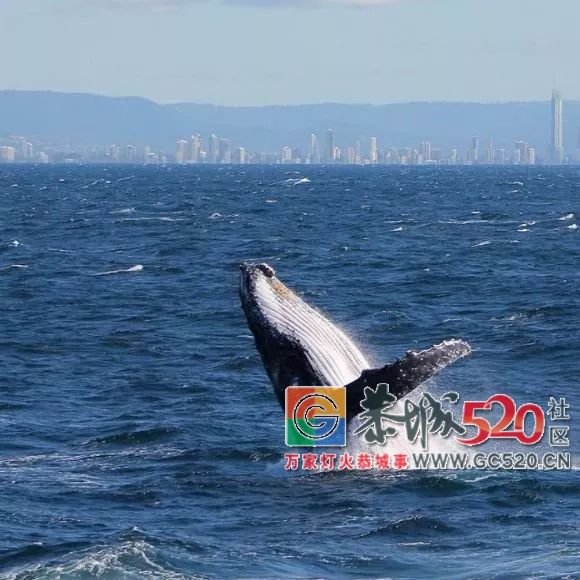 &#8203;澳大利亚昆士兰｜盛夏，去南半球遇鲸鱼595 / 作者:对岸烽火 / 帖子ID:261538