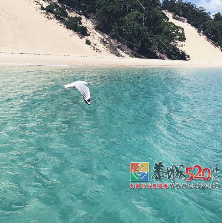 &#8203;澳大利亚昆士兰｜盛夏，去南半球遇鲸鱼687 / 作者:对岸烽火 / 帖子ID:261538
