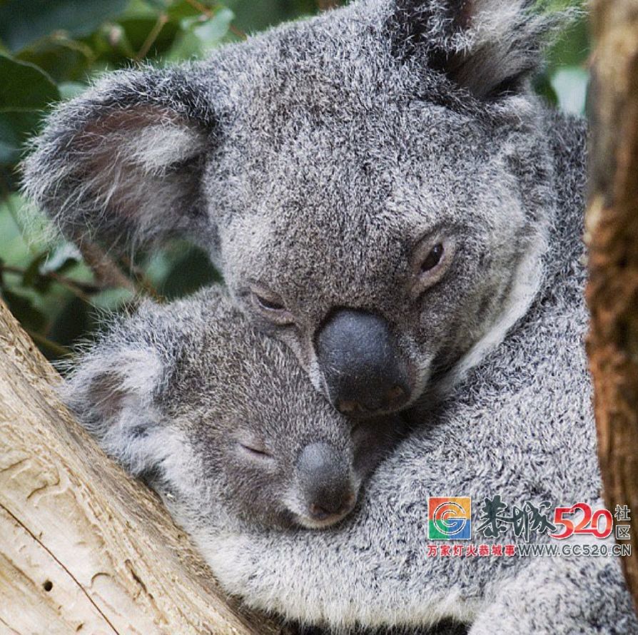 &#8203;澳大利亚昆士兰｜盛夏，去南半球遇鲸鱼367 / 作者:对岸烽火 / 帖子ID:261538