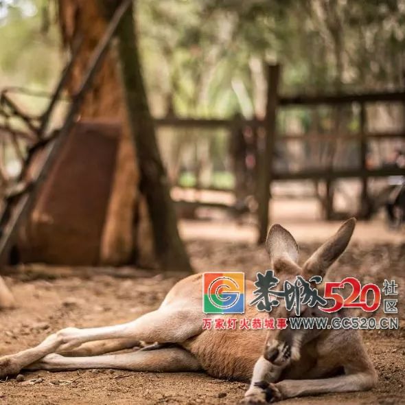 &#8203;澳大利亚昆士兰｜盛夏，去南半球遇鲸鱼966 / 作者:对岸烽火 / 帖子ID:261538