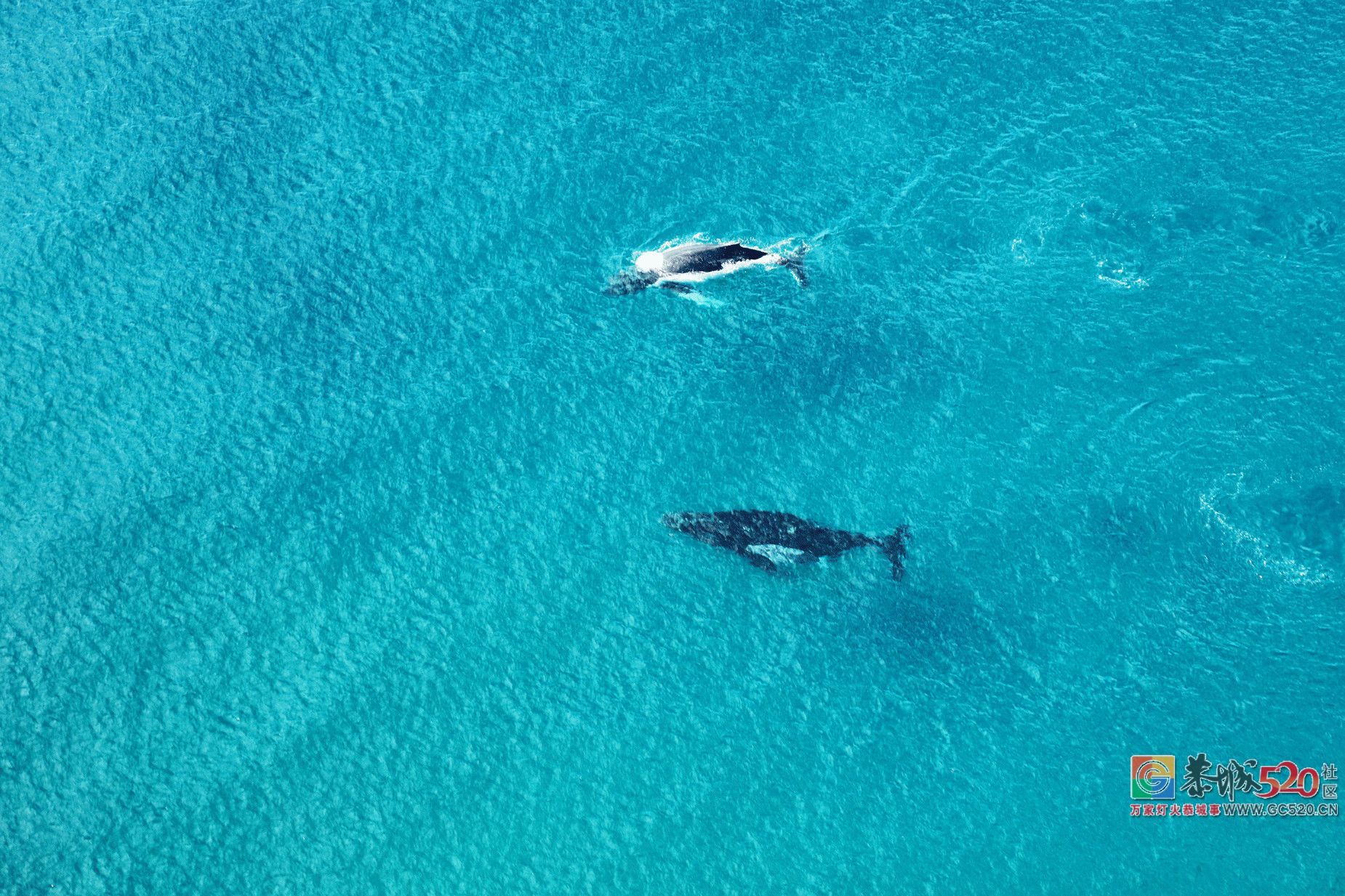 &#8203;澳大利亚昆士兰｜盛夏，去南半球遇鲸鱼666 / 作者:对岸烽火 / 帖子ID:261538