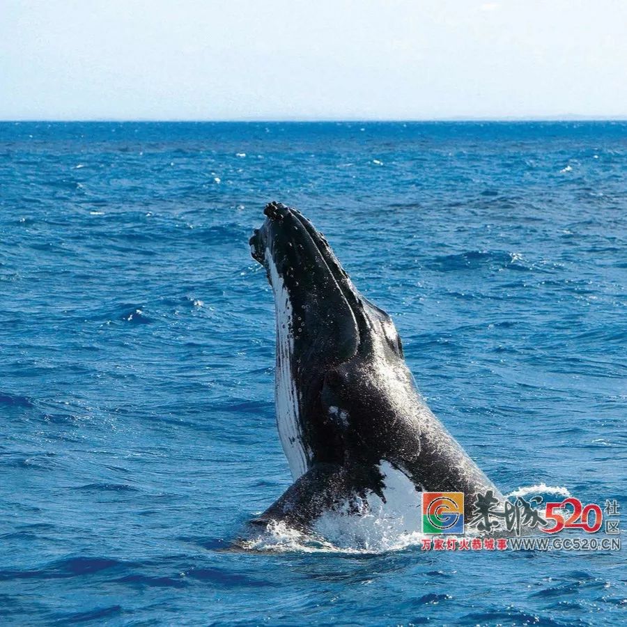 &#8203;澳大利亚昆士兰｜盛夏，去南半球遇鲸鱼153 / 作者:对岸烽火 / 帖子ID:261538