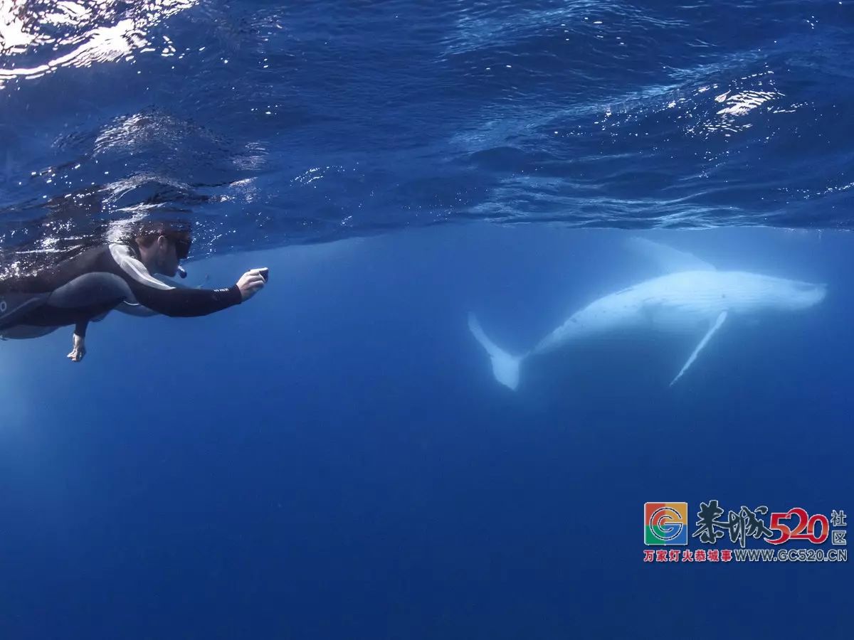&#8203;澳大利亚昆士兰｜盛夏，去南半球遇鲸鱼691 / 作者:对岸烽火 / 帖子ID:261538