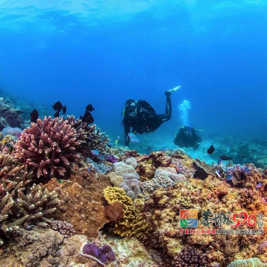 &#8203;澳大利亚昆士兰｜盛夏，去南半球遇鲸鱼847 / 作者:对岸烽火 / 帖子ID:261538