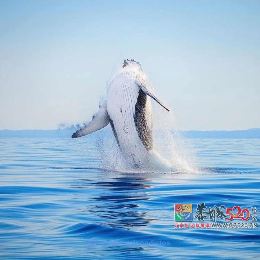 &#8203;澳大利亚昆士兰｜盛夏，去南半球遇鲸鱼244 / 作者:对岸烽火 / 帖子ID:261538