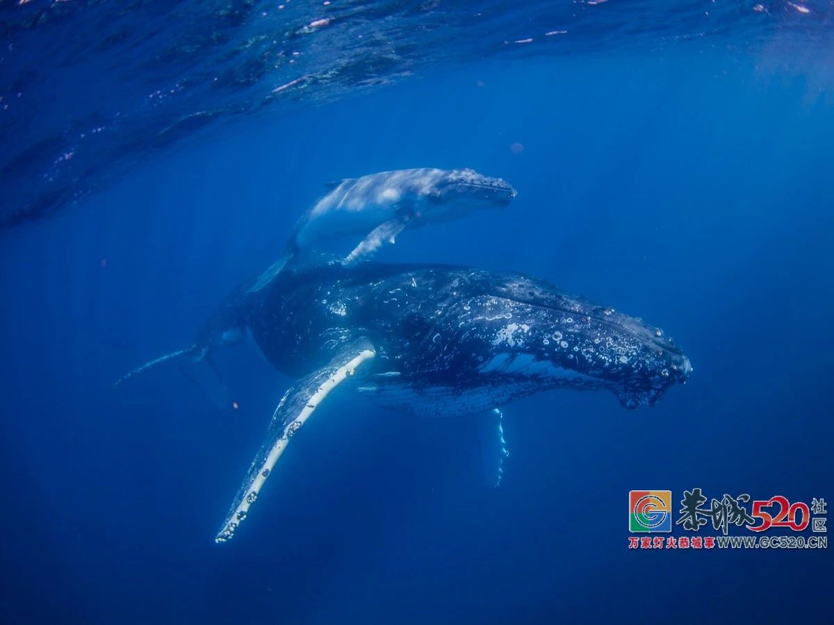 &#8203;澳大利亚昆士兰｜盛夏，去南半球遇鲸鱼744 / 作者:对岸烽火 / 帖子ID:261538