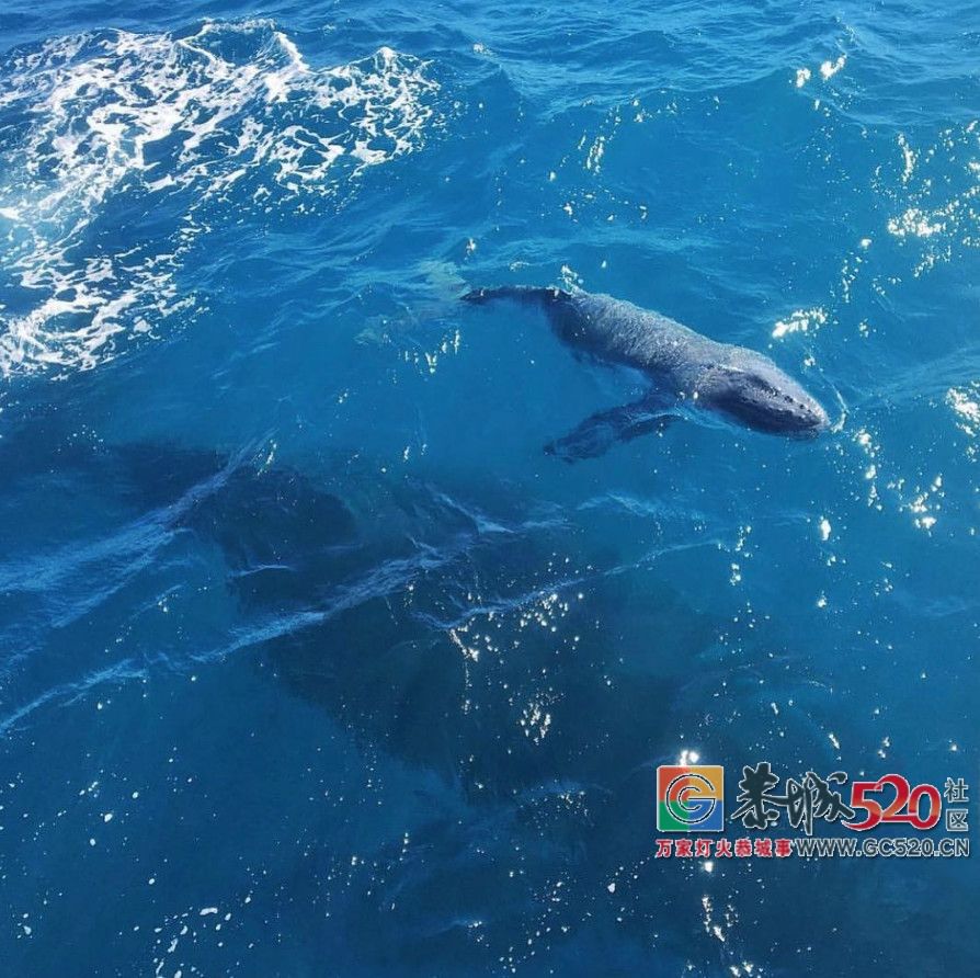 &#8203;澳大利亚昆士兰｜盛夏，去南半球遇鲸鱼55 / 作者:对岸烽火 / 帖子ID:261538