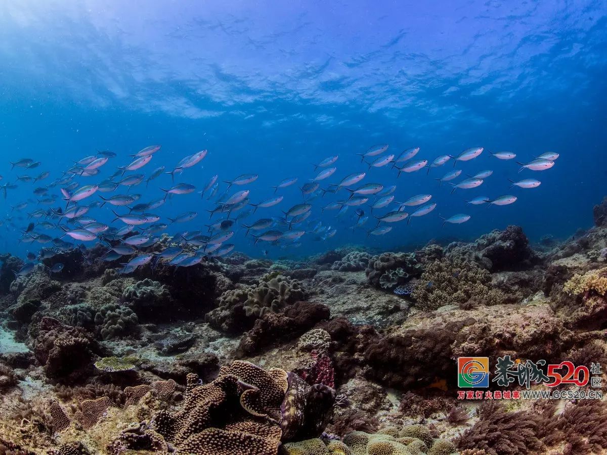 &#8203;澳大利亚昆士兰｜盛夏，去南半球遇鲸鱼40 / 作者:对岸烽火 / 帖子ID:261538