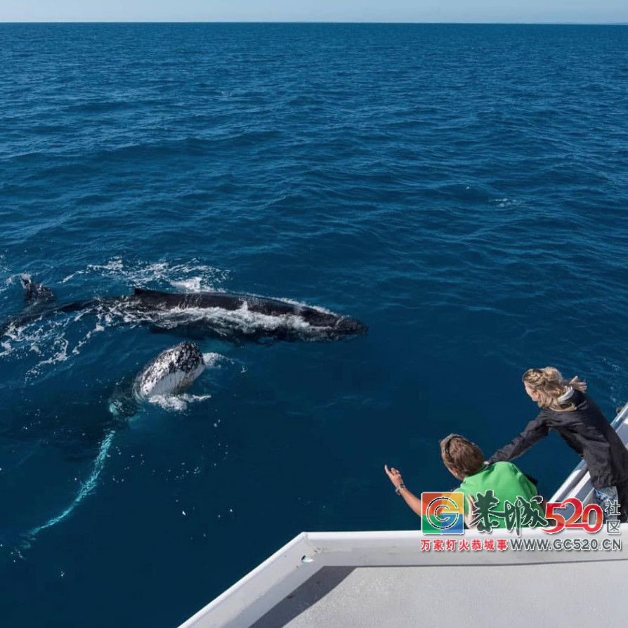&#8203;澳大利亚昆士兰｜盛夏，去南半球遇鲸鱼804 / 作者:对岸烽火 / 帖子ID:261538