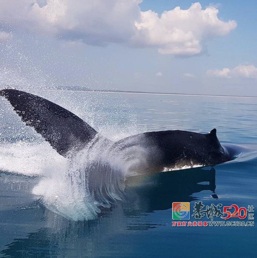 &#8203;澳大利亚昆士兰｜盛夏，去南半球遇鲸鱼9 / 作者:对岸烽火 / 帖子ID:261538