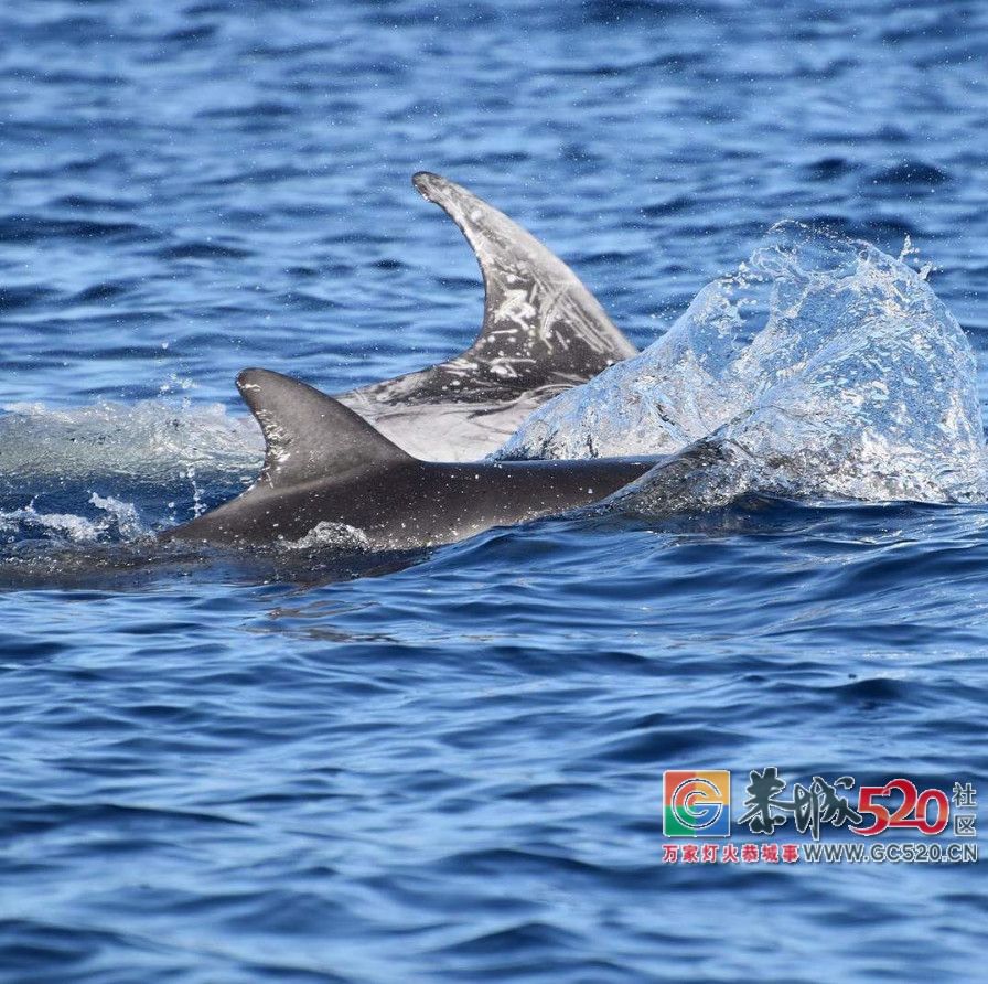 &#8203;澳大利亚昆士兰｜盛夏，去南半球遇鲸鱼6 / 作者:对岸烽火 / 帖子ID:261538