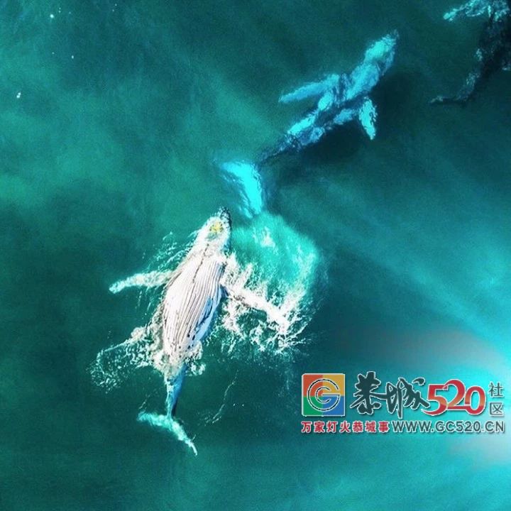 &#8203;澳大利亚昆士兰｜盛夏，去南半球遇鲸鱼843 / 作者:对岸烽火 / 帖子ID:261538