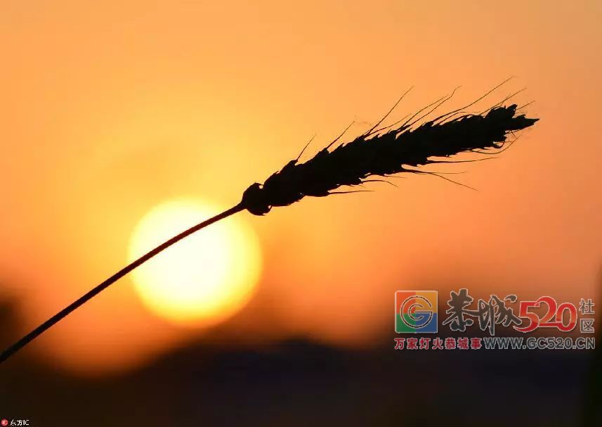 这就是鲁菜！513 / 作者:东门头人 / 帖子ID:261586