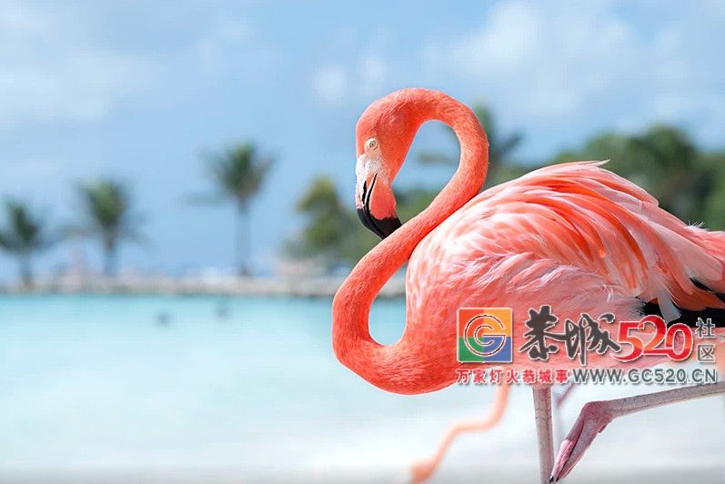 这座马卡龙色的海岛，Ins上爆火却很少国人知道，对中国有条件免签了！756 / 作者:单身狗的生活 / 帖子ID:261596