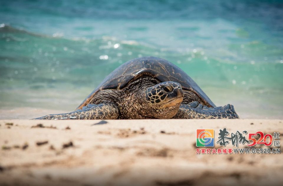 这座马卡龙色的海岛，Ins上爆火却很少国人知道，对中国有条件免签了！144 / 作者:单身狗的生活 / 帖子ID:261596