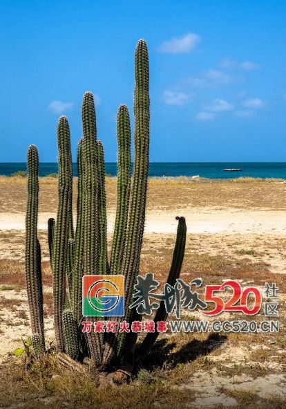 这座马卡龙色的海岛，Ins上爆火却很少国人知道，对中国有条件免签了！403 / 作者:单身狗的生活 / 帖子ID:261596