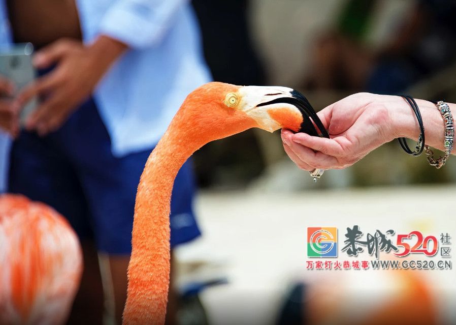 这座马卡龙色的海岛，Ins上爆火却很少国人知道，对中国有条件免签了！62 / 作者:单身狗的生活 / 帖子ID:261596