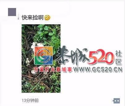 恭城山里疯长的夏至菌，你要看清，否则人命关天！946 / 作者:儿时的回忆 / 帖子ID:261615