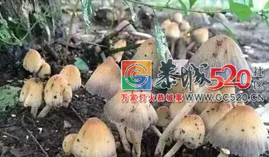 恭城山里疯长的夏至菌，你要看清，否则人命关天！314 / 作者:儿时的回忆 / 帖子ID:261615