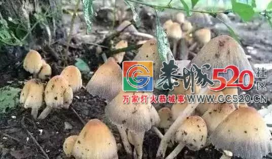 恭城山里疯长的夏至菌，你要看清，否则人命关天！946 / 作者:儿时的回忆 / 帖子ID:261615