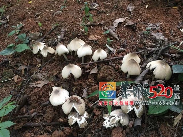 恭城山里疯长的夏至菌，你要看清，否则人命关天！129 / 作者:儿时的回忆 / 帖子ID:261615
