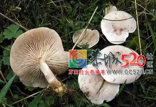 恭城山里疯长的夏至菌，你要看清，否则人命关天！635 / 作者:儿时的回忆 / 帖子ID:261615