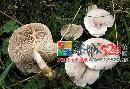 恭城山里疯长的夏至菌，你要看清，否则人命关天！636 / 作者:儿时的回忆 / 帖子ID:261615