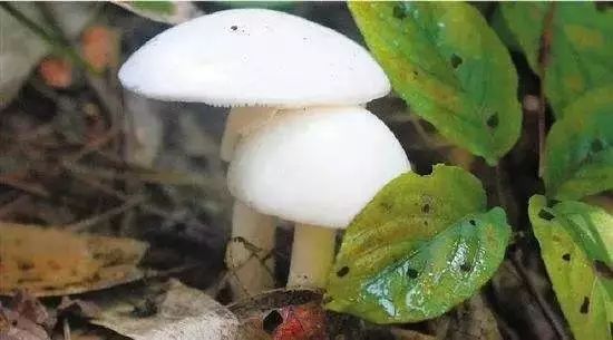 恭城山里疯长的夏至菌，你要看清，否则人命关天！767 / 作者:儿时的回忆 / 帖子ID:261615