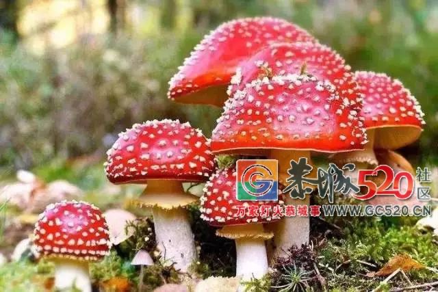 恭城山里疯长的夏至菌，你要看清，否则人命关天！26 / 作者:儿时的回忆 / 帖子ID:261615