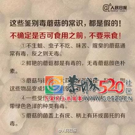 恭城山里疯长的夏至菌，你要看清，否则人命关天！130 / 作者:儿时的回忆 / 帖子ID:261615