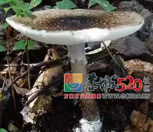 恭城山里疯长的夏至菌，你要看清，否则人命关天！442 / 作者:儿时的回忆 / 帖子ID:261615