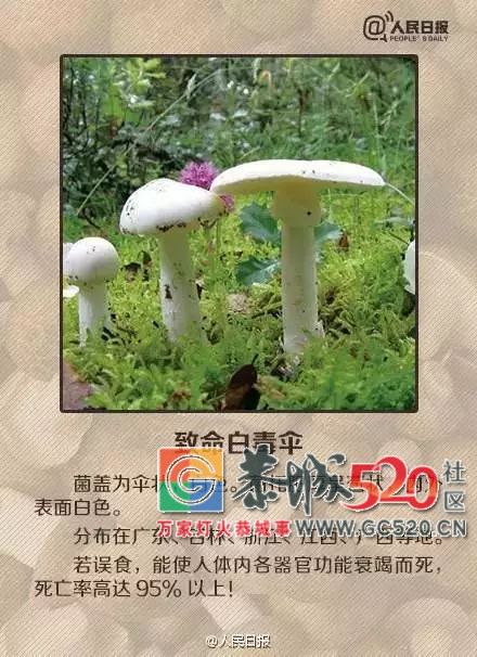 恭城山里疯长的夏至菌，你要看清，否则人命关天！619 / 作者:儿时的回忆 / 帖子ID:261615