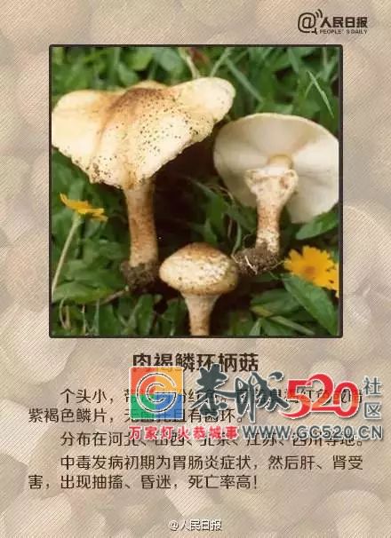 恭城山里疯长的夏至菌，你要看清，否则人命关天！204 / 作者:儿时的回忆 / 帖子ID:261615