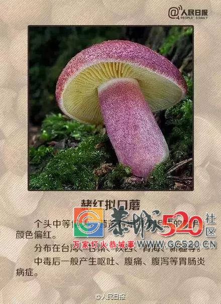 恭城山里疯长的夏至菌，你要看清，否则人命关天！489 / 作者:儿时的回忆 / 帖子ID:261615