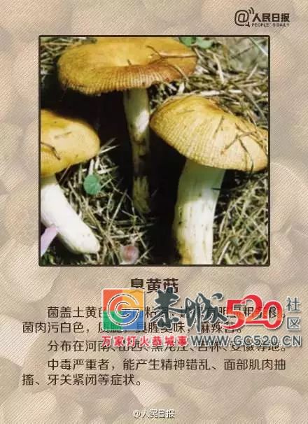 恭城山里疯长的夏至菌，你要看清，否则人命关天！532 / 作者:儿时的回忆 / 帖子ID:261615