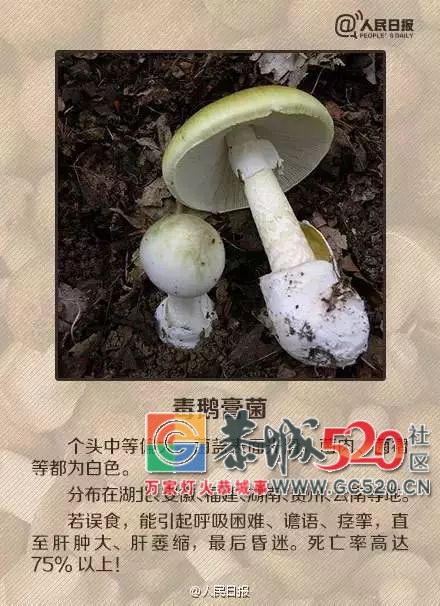 恭城山里疯长的夏至菌，你要看清，否则人命关天！620 / 作者:儿时的回忆 / 帖子ID:261615