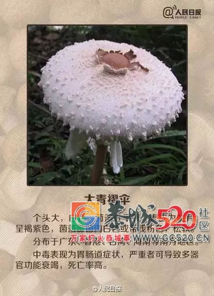 恭城山里疯长的夏至菌，你要看清，否则人命关天！221 / 作者:儿时的回忆 / 帖子ID:261615