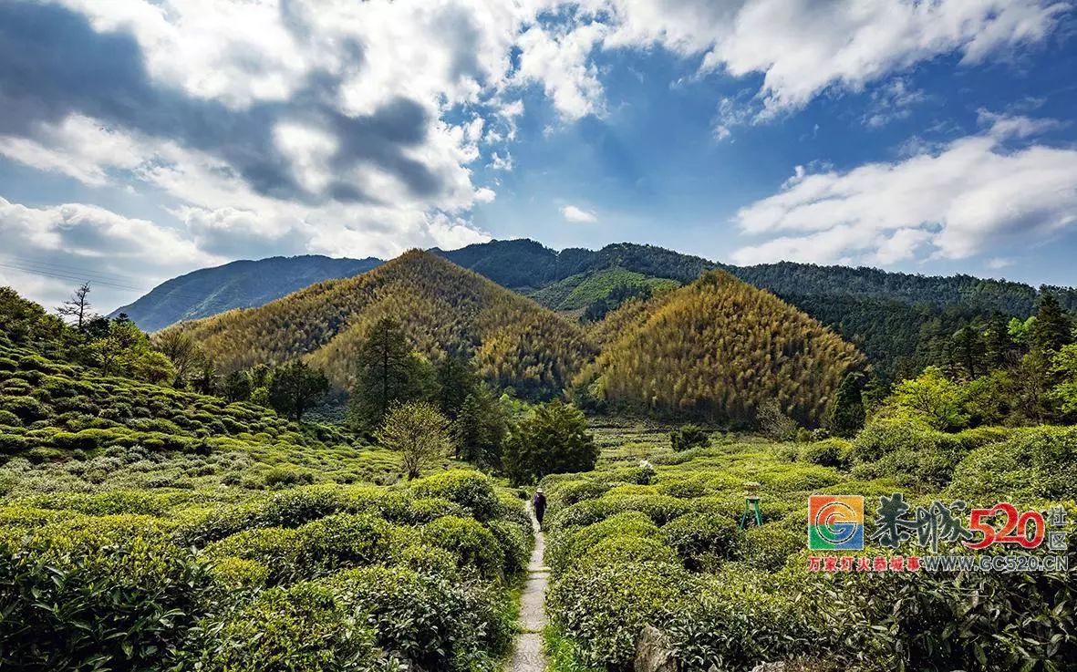 每种肉都有茶搭档，你知道吗？825 / 作者:油茶小弟 / 帖子ID:261662