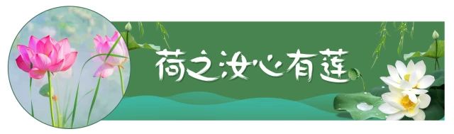荷花映日，莲叶田田，盛夏有约，航拍下的邓扒荷花令人心醉！415 / 作者:分类小编 / 帖子ID:261664