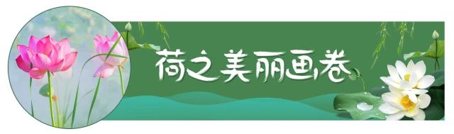 荷花映日，莲叶田田，盛夏有约，航拍下的邓扒荷花令人心醉！152 / 作者:分类小编 / 帖子ID:261664