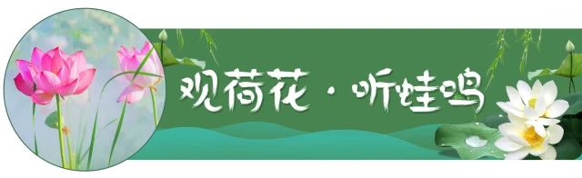 荷花映日，莲叶田田，盛夏有约，航拍下的邓扒荷花令人心醉！275 / 作者:分类小编 / 帖子ID:261664