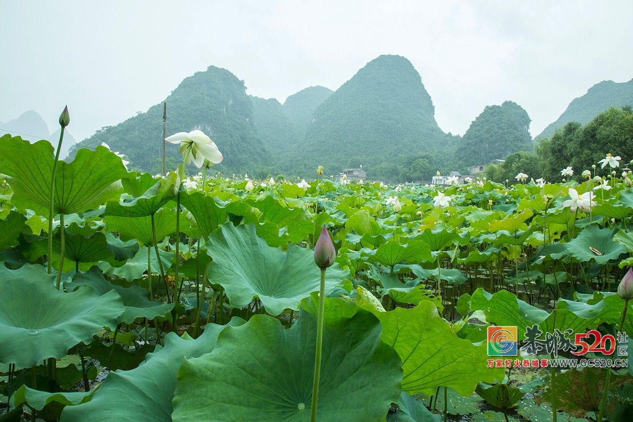 荷花映日，莲叶田田，盛夏有约，航拍下的邓扒荷花令人心醉！40 / 作者:分类小编 / 帖子ID:261664