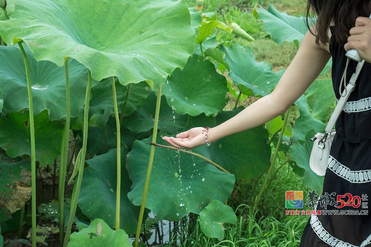 荷花映日，莲叶田田，盛夏有约，航拍下的邓扒荷花令人心醉！879 / 作者:分类小编 / 帖子ID:261664