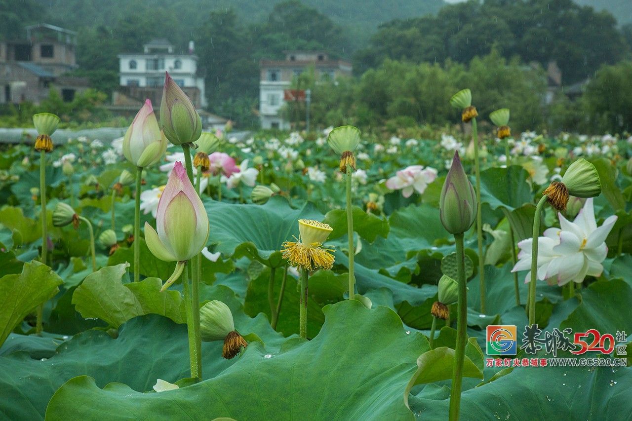 荷花映日，莲叶田田，盛夏有约，航拍下的邓扒荷花令人心醉！609 / 作者:分类小编 / 帖子ID:261664