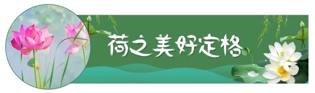 荷花映日，莲叶田田，盛夏有约，航拍下的邓扒荷花令人心醉！33 / 作者:分类小编 / 帖子ID:261664