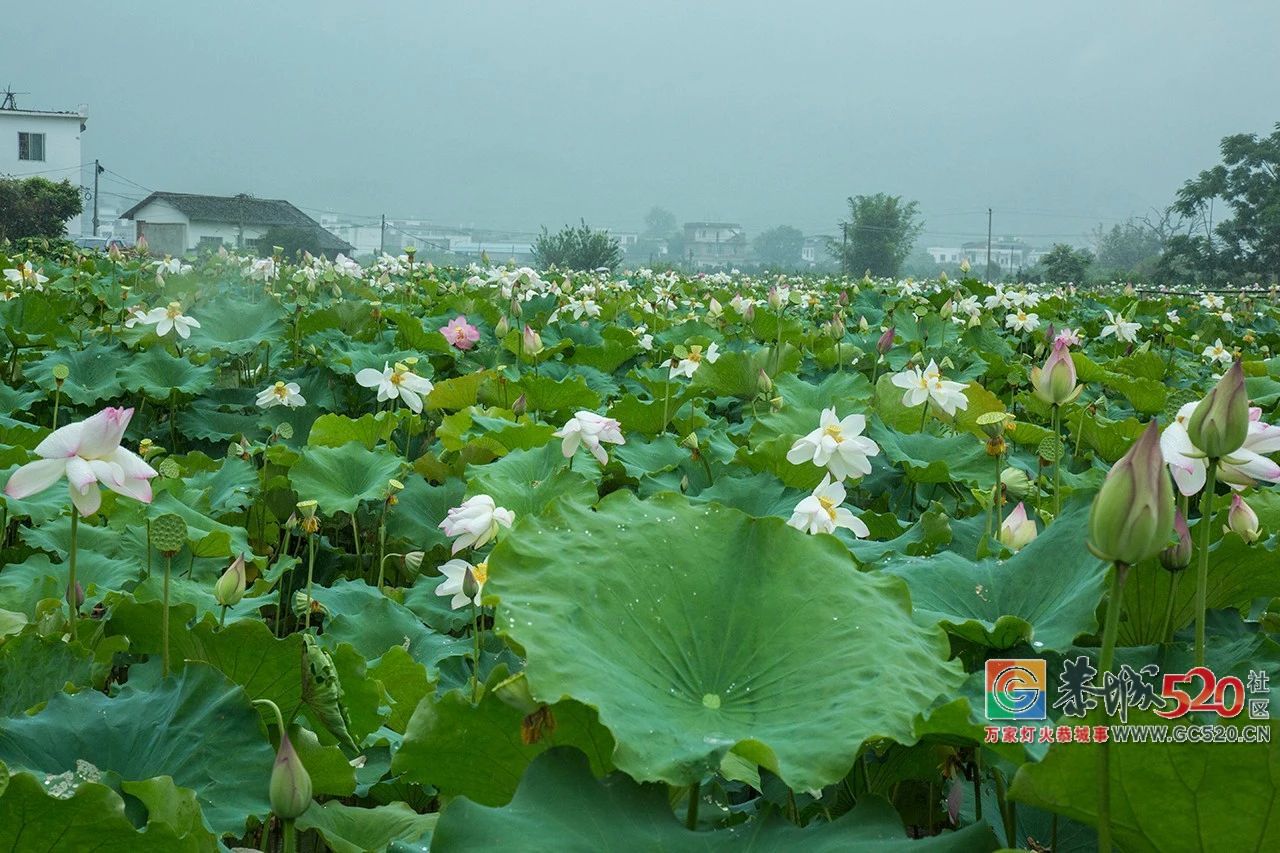 荷花映日，莲叶田田，盛夏有约，航拍下的邓扒荷花令人心醉！330 / 作者:分类小编 / 帖子ID:261664